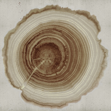TREE OF LIFE 2