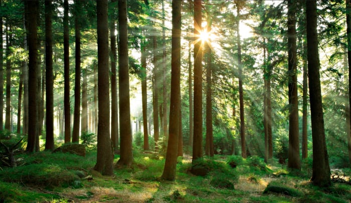 Detaliu model Beautiful Day In The Forest pentru fototapet personalizat
